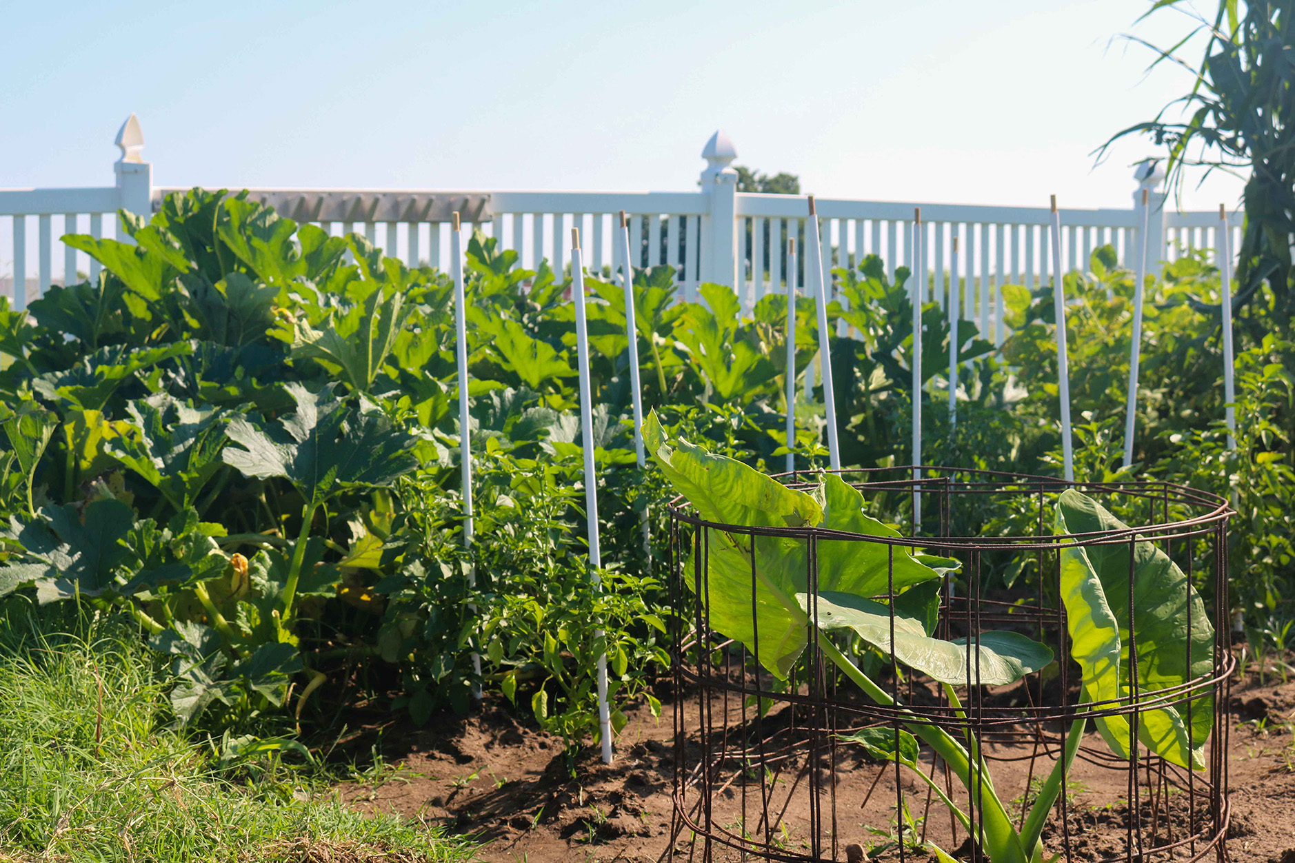 FGSH garden