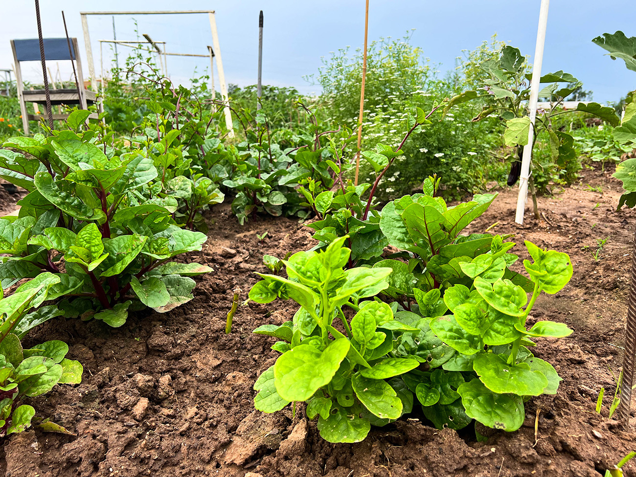 FGSH garden
