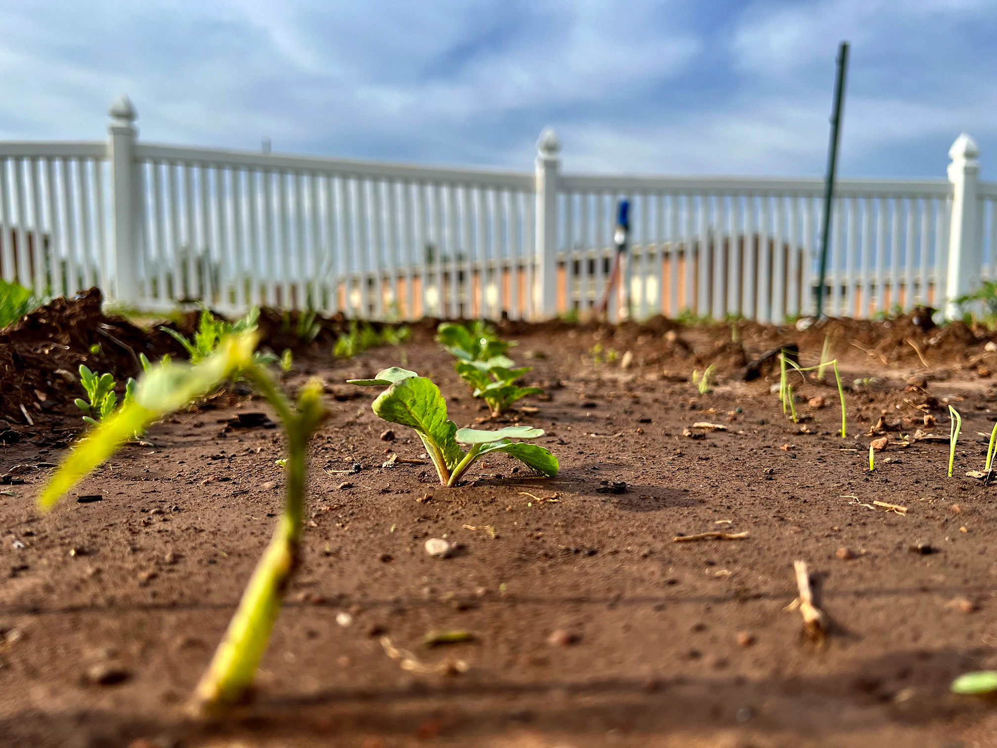 FGSH garden