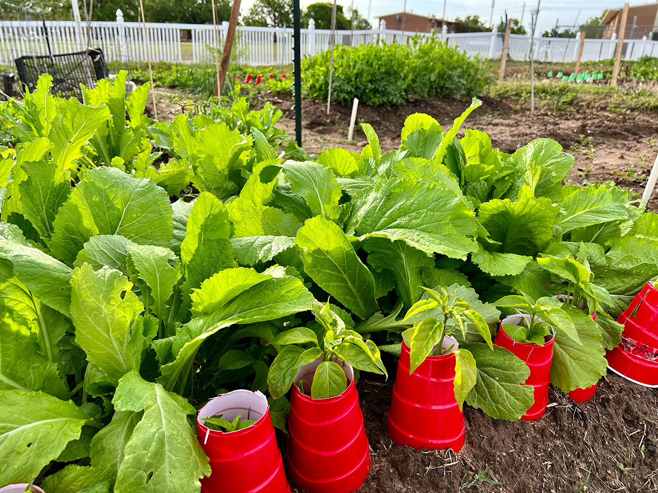 FGSH garden