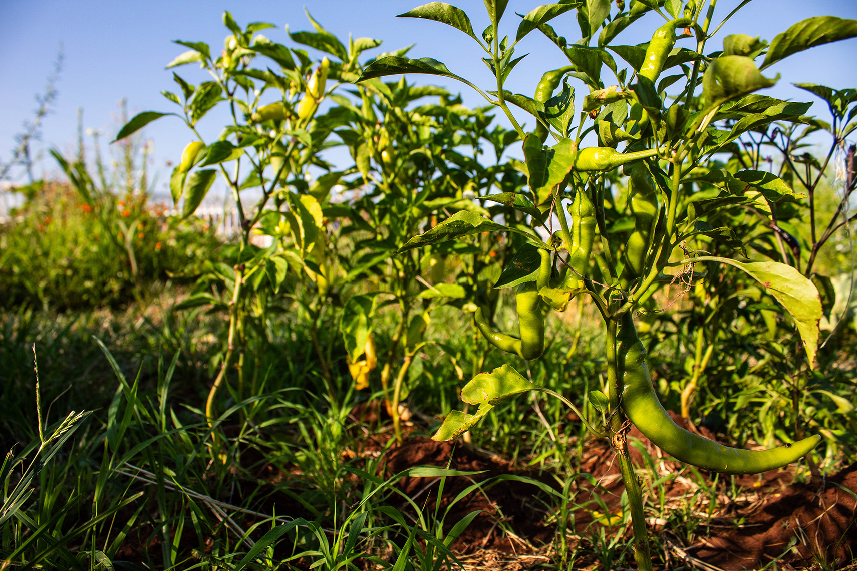FGSH garden